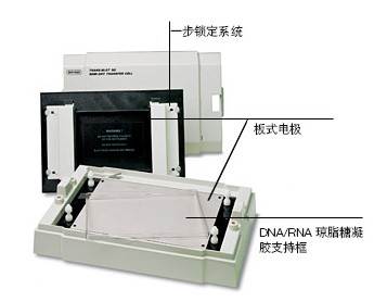 伯樂Trans-Blot SD半干轉印槽
